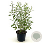 Salix gracilistyla 'Mt. Aso' 30-40 cm 3,0L