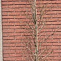 Liquidambar styraciflua 175-200 cm met kluit