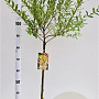 Salix integra 'Hakuro-nishiki' 60 cm stam 4,0L