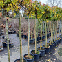 Liquidambar s. 'Gum Ball' 150 cm stam 35L 10-12