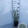 Salix purpurea 'Nana' 20-30 cm C1.3