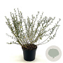 Salix repens nitida 30-40 cm 3,0L