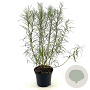Salix rosmarinifolia 30-40 cm 3,0L