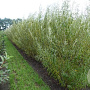 Salix viminalis 16-18 HO draadkluit geknot