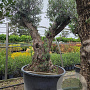 Olea europaea 60-70 cm cont. 285L solitair