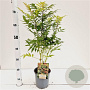 Sorbaria sorbif. 'Sem' 40-50 cm 2,5L