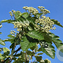 Sorbus intermedia 300-350 cm cont. 230L paraplu
