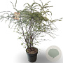 Spiraea cinerea 'Grefsheim' 80-100 cm 12L