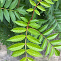 Sorbus Autumn Spire 10-12 HO draadkluit