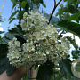 Sorbus intermedia 10-12 HO container 