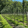 Sorbus intermedia 16-18 HO draadkluit 3 X verplant