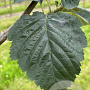 Sorbus latifolia 'Henk Vink' 12-14 HO draadkluit 3 X verplant