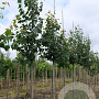 Tilia cordata 'Greenspire' 8-10 HO draadkluit