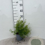 Spiraea thunbergii 20-30 cm C1.3