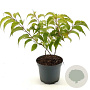 Stachyurus praecox 30-40 cm 3,0L