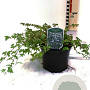 Stephanandra incisa 'Crispa' 25-30 cm 2,0L