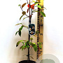 Stewartia pseudocamellia 40-50 cm 3,0L