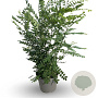 Styphnolobium japonicum 100-125 cm 12L