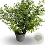 Styrax japonicus 40-60 cm 4,0L