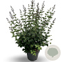Syringa Bloomerang Dark Purple 60-80 cm 12L