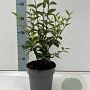 Syringa chinensis 'Saugeana' 25-30 cm 2,0L