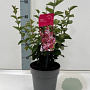 Syringa 'Josée' 25-30 cm 2,0L