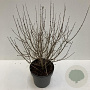 Syringa meyeri 'Palibin' 50-60 cm 12L