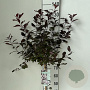 Prunus cistena 90 cm stam 7,5L