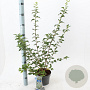 Prunus incisa 30-40 cm 3,0L