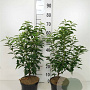 Prunus l. 'Angustifolia' 30-40 cm 3,0L