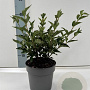 Syringa patula 'Miss Kim' 25-30 cm 2,0L