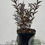 Syringa patula 'Miss Kim' 30-40 cm 3,0L