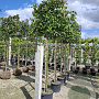 Prunus l. 'Caucasica' 12-14 HO 30L lei 150x150 150 cm stam