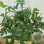 Syringa pinnatifolia 30-40 cm 3,0L