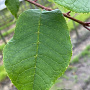 Prunus padus 16-18 HO draadkluit 3 X verplant