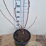 Prunus ser. 'Royal Burgundy' 80-100 cm 12L