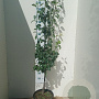 Pyrus c. 'Conference' halfstam 15L