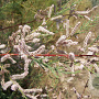 Tamarix africana 20-25 HO cont. 230L
