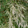 Tamarix 'Hulsdonk White' 125-150 cm 40L solitair