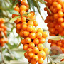 Hippophae rhamnoides 175-200 cm draadkluit struik op Stam
