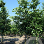 Tilia europaea 'Euchlora' 45-50 HO draadkluit