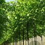 Tilia europaea 'Pallida' 40-45 HO draadkluit 250 cm stam