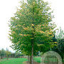 Tilia europaea 'Zwarte Linde' 25-30 HO draadkluit 250 cm stam