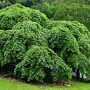 Ulmus 'Camperdownii' 30-35 HO draadkluit 220 cm stam