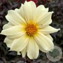 Dahlia 'Dainty Lady' 50 cm 2,0L