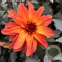 Dahlia 'Little Rascal' 40 cm 2,0L