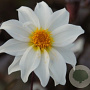 Dahlia 'Little Swan' 40 cm 2,0L