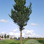 Ulmus 'Clusius' 18-20 HO draadkluit