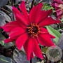 Dahlia 'Pride One' 50 cm 2,0L