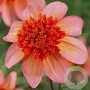 Dahlia 'Totally Tangerine' 60 cm P9